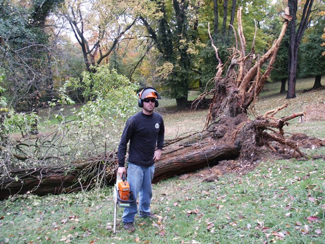 Tree Storm Damage Photo