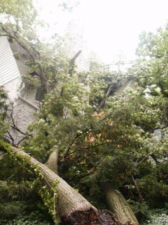 Tree Storm Damage Photo